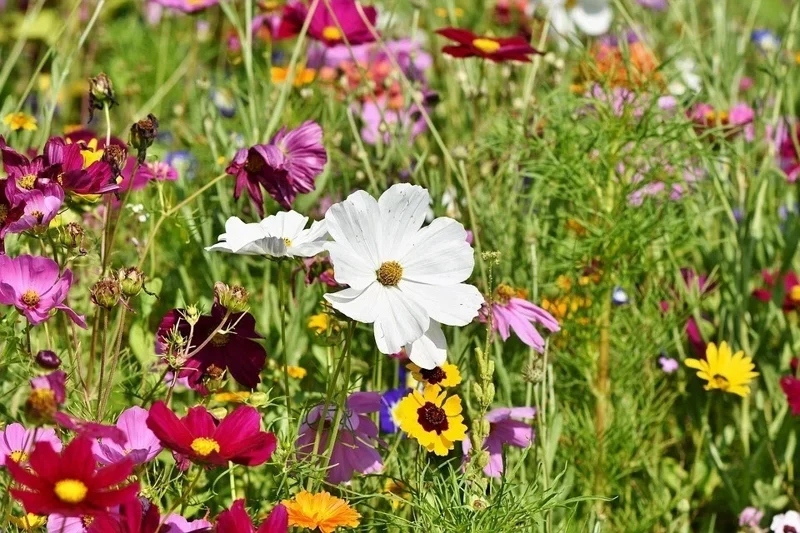 All Perennial Wildflower Seed Mix - 1200+ Heirloom Seeds for Pollinators - Image 2