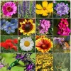 All Perennial Wildflower Seed Mix - 1200+ Heirloom Seeds for Pollinators - Image 1