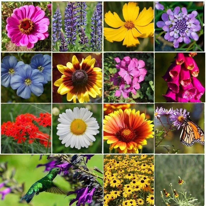 All Perennial Wildflower Seed Mix - 1200+ Heirloom Seeds for Pollinators - Image 1