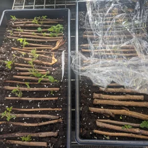 All-Season Raspberry Plant Collection - 4 Live Plants - Heritage, Golden, Joan J, Black Raspberry - Outdoor Fruit - Image 5