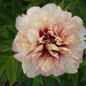 All That Jazz Itoh Peony Bare Root - 2-3 Eye Live Plant for Garden - Image 1