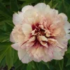 All That Jazz Itoh Peony Bare Root - 2-3 Eye Live Plant for Garden - Image 1