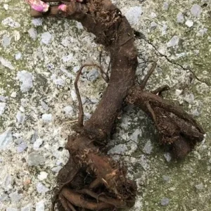 All That Jazz Itoh Peony Bare Root - 2-3 Eye Live Plant for Garden - Image 2