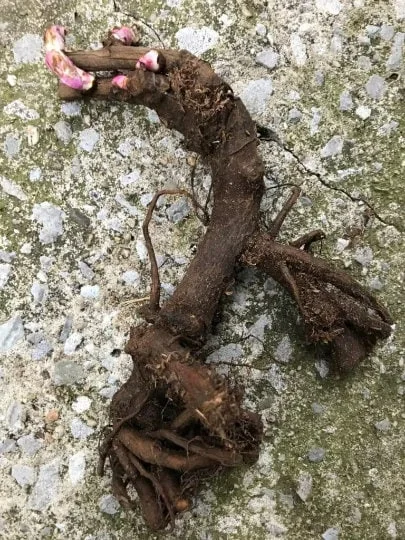 All That Jazz Itoh Peony Bare Root - 2-3 Eye Live Plant for Garden - Image 2