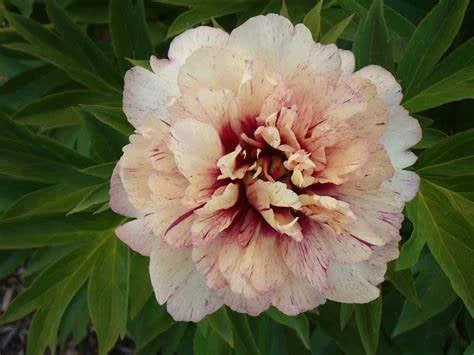 All That Jazz Itoh Peony Bare Root - 2-3 Eye Live Plant for Garden - Image 1