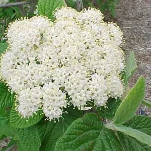 Alleghany Viburnum Live Plant – 2 Pack, 3 inch Container Shrubs for Hedges - Image 1