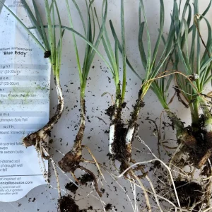 Allium Blue Eddy Live Plant – Ornamental Onion – Pollinator Garden - Image 3