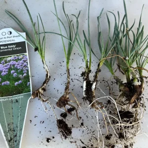Allium Blue Eddy Live Plant – Ornamental Onion – Pollinator Garden - Image 1