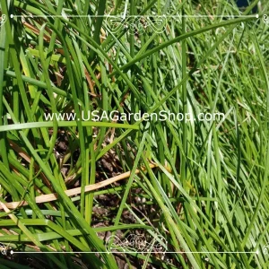 Allium chinense Rakkyo Live Herb Root - Củ Kiệu Jiaotou - Edible Chive for Indoor/Outdoor - Image 8