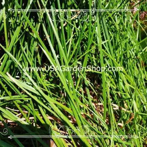 Allium chinense Rakkyo Live Herb Root - Củ Kiệu Jiaotou - Edible Chive for Indoor/Outdoor - Image 9