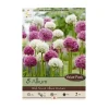 Allium Mix Bulbs - Purple Flower Bulbs, Deer Resistant, 32-36" Tall, Zones 4-10 - Image 1