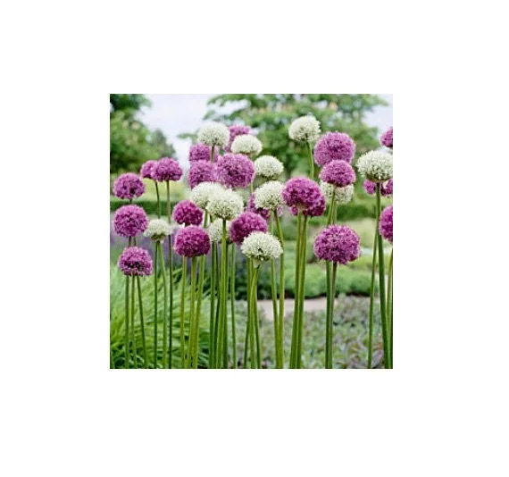 Allium Mix Bulbs - Purple Flower Bulbs, Deer Resistant, 32-36" Tall, Zones 4-10 - Image 2
