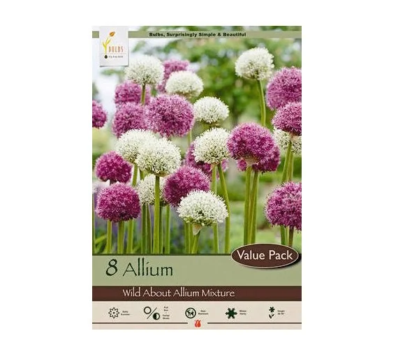 Allium Mix Bulbs - Purple Flower Bulbs, Deer Resistant, 32-36" Tall, Zones 4-10 - Image 1