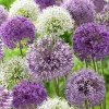 Allium Purple Blend Bulbs - Large 4-6 Inch Flowers - Deer Resistant - Image 1
