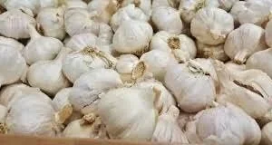 Allium Purple Blend Bulbs - Large 4-6 Inch Flowers - Deer Resistant - Image 2