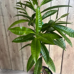 Allspice Live Plant (Pimenta dioica) 3 Gallon Pot - Culinary & Ornamental Tree - Image 2