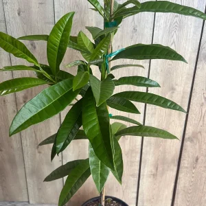 Allspice Live Plant (Pimenta dioica) 3 Gallon Pot - Culinary & Ornamental Tree - Image 3