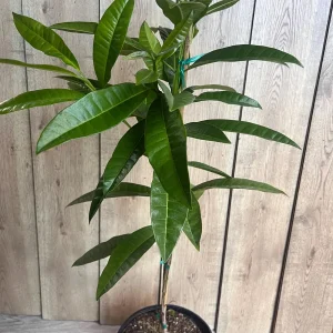 Allspice Live Plant (Pimenta dioica) 3 Gallon Pot - Culinary & Ornamental Tree - Image 1