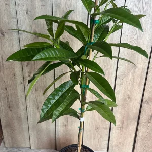 Allspice Live Plant (Pimenta dioica) 3 Gallon Pot - Culinary & Ornamental Tree - Image 5