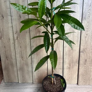 Allspice Live Plant (Pimenta dioica) 3 Gallon Pot - Culinary & Ornamental Tree - Image 7