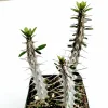 Alluaudia procera 'Madagascar Ocotillo' Succulent Live Plant - Drought Tolerant - Image 1