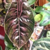 Alocasia Azlanii Red Mambo Live Plant - Rare Indoor Houseplant Starter - Image 1