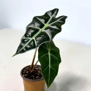 Alocasia Bambino Arrow Live Plant – 2 inch Nursery Pot – African Mask Plant – Indoor Elephant Ear - Image 2