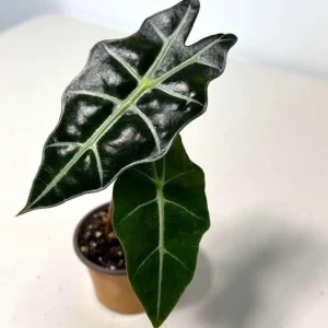 Alocasia Bambino Arrow Live Plant – 2 inch Nursery Pot – African Mask Plant – Indoor Elephant Ear - Image 3