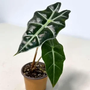 Alocasia Bambino Arrow Live Plant – 2 inch Nursery Pot – African Mask Plant – Indoor Elephant Ear - Image 4