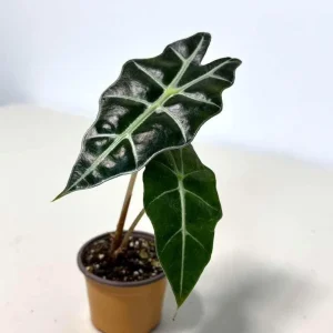 Alocasia Bambino Arrow Live Plant – 2 inch Nursery Pot – African Mask Plant – Indoor Elephant Ear - Image 7