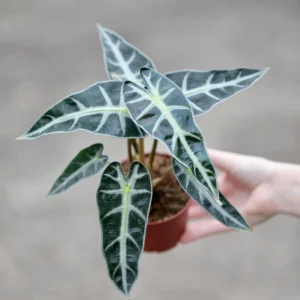 Alocasia Bambino Arrow Live Plant – 4 inch Nursery Pot – Tropical Indoor Houseplant - Image 2