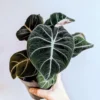 Alocasia Black Velvet Live Plant – Potted Houseplant – Starter Size - Image 1