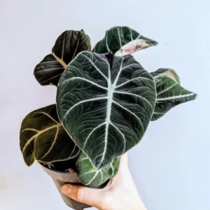 Alocasia Black Velvet Live Plant – Potted Houseplant – Starter Size - Image 1
