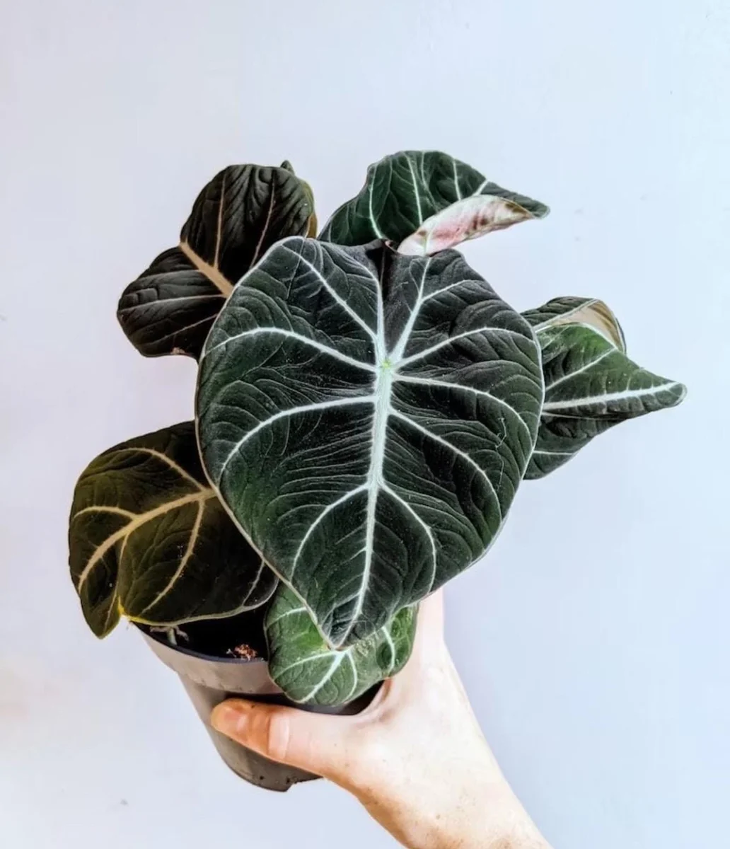 Alocasia Black Velvet Live Plant – Potted Houseplant – 2 inch Pot – Indoor - Image 1