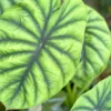 Alocasia Clypeolata 'Green Shield' Live Plant – Tropical Houseplant – Indoor Foliage - Image 1