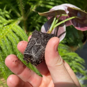 Alocasia Cuprea 'Red Secret' Live Plant - Exotic Indoor Houseplant - Image 10