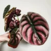 Alocasia Cuprea 'Red Secret' Live Plant - Exotic Indoor Houseplant - Image 1