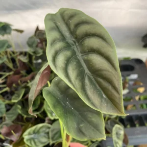 Alocasia Cuprea 'Red Secret' Live Plant - Exotic Indoor Houseplant - Image 2