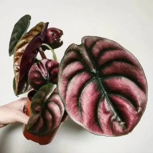 Alocasia Cuprea 'Red Secret' Live Plant - Exotic Indoor Houseplant - Image 1