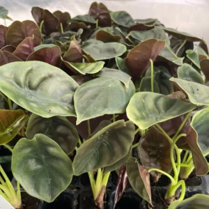 Alocasia Cuprea 'Red Secret' Live Plant - Exotic Indoor Houseplant - Image 4