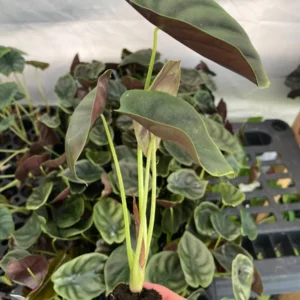 Alocasia Cuprea 'Red Secret' Live Plant - Exotic Indoor Houseplant - Image 5