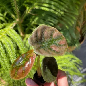 Alocasia Cuprea 'Red Secret' Live Plant - Exotic Indoor Houseplant - Image 6