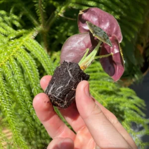 Alocasia Cuprea 'Red Secret' Live Plant - Exotic Indoor Houseplant - Image 7