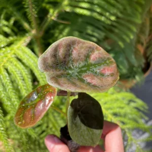 Alocasia Cuprea 'Red Secret' Live Plant - Exotic Indoor Houseplant - Image 8