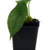 Alocasia 'Dragon Breath' Live African Mask Plant - 2.5" Pot - Indoor - Image 1