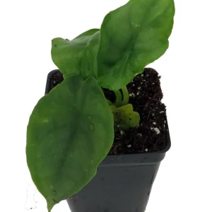 Alocasia 'Dragon Breath' Live African Mask Plant - 2.5