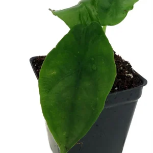Alocasia 'Dragon Breath' Live African Mask Plant - 2.5