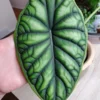 Alocasia 'Dragon Scale' Live Plant - Potted Houseplant Starter - Image 1