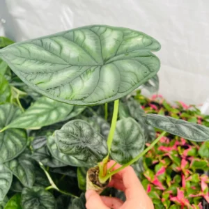 Alocasia 'Dragon Scale' Live Plant - Potted Houseplant Starter - Image 2