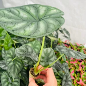 Alocasia 'Dragon Scale' Live Plant - Potted Houseplant Starter - Image 3